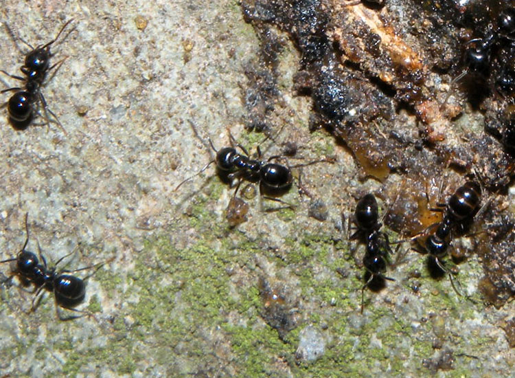 Lasius fuliginosus, Lasius cfr emarginatus, Formica gr. rufa